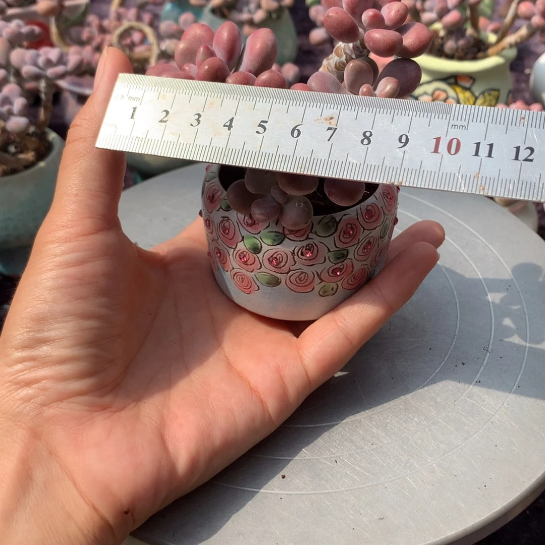 20号带盆偏远不包邮的