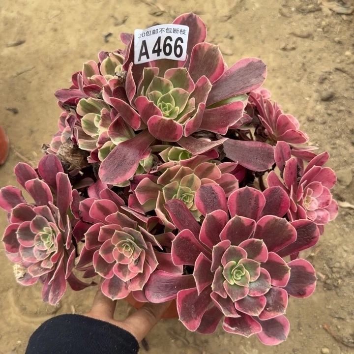 美杜……多肉植物……