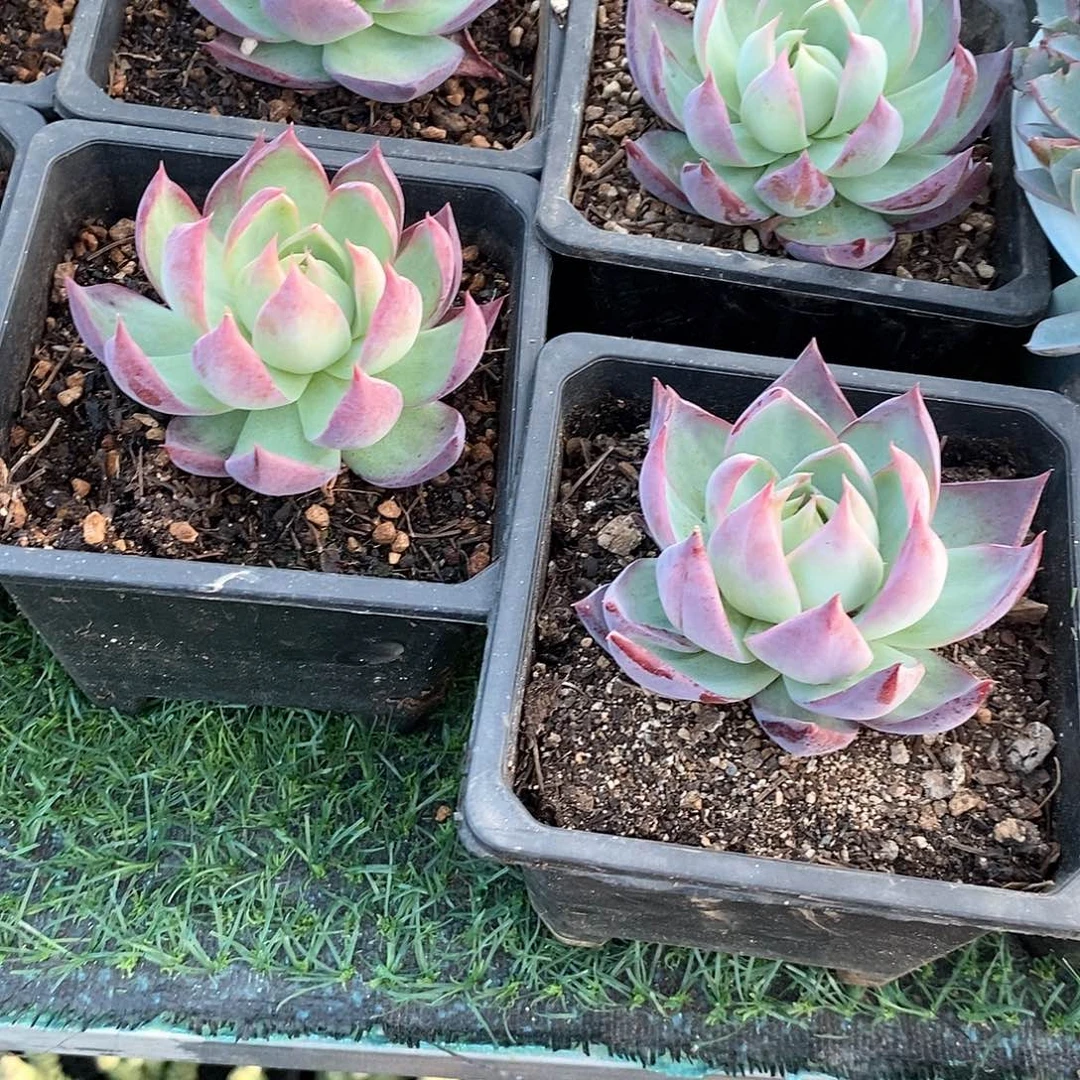 惊鸿仙子1颗带盆带土发货