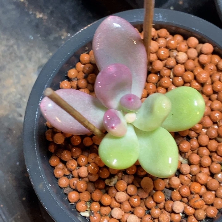 奶酪锦多肉植物多肉