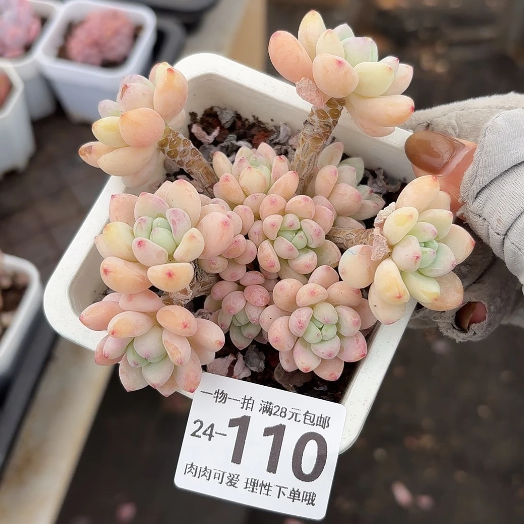樱花罗琦无盆土发货无