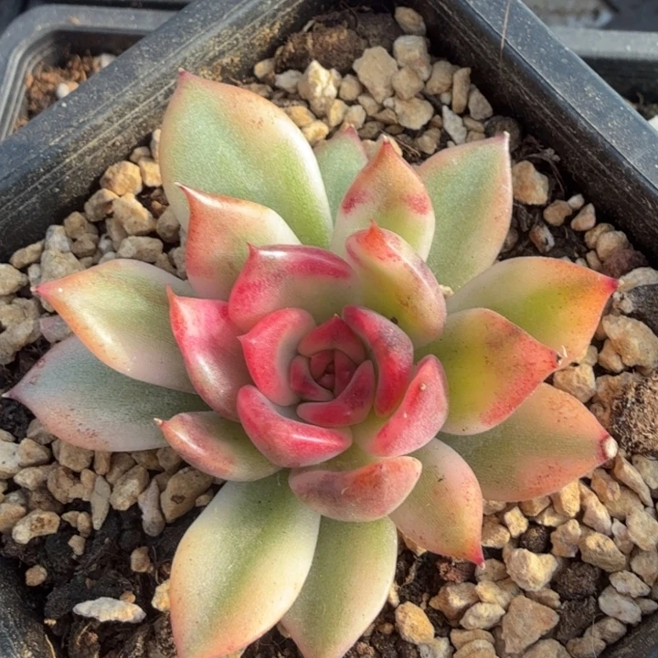 火焰山锦腹轮锦的锦