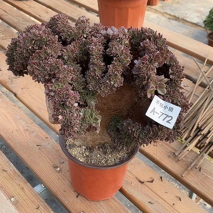 772 玫瑰缀宽30 公分