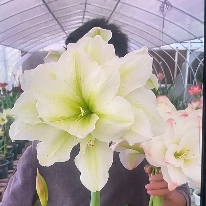 玛丽琳6厘米朱顶红