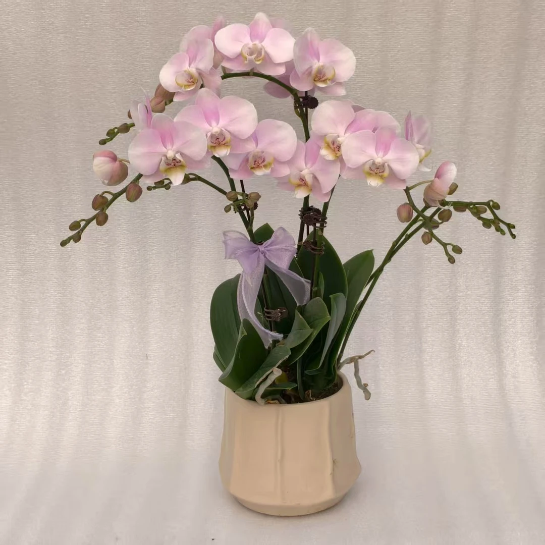 【天使】蝴蝶兰鲜花绿植好养花期长适合室内观赏与送礼装饰