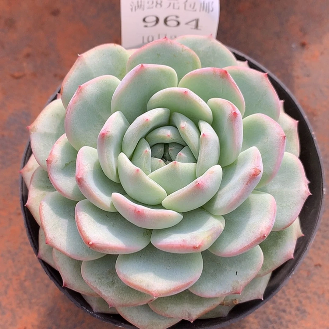 【闪购商品】云964号梦杂