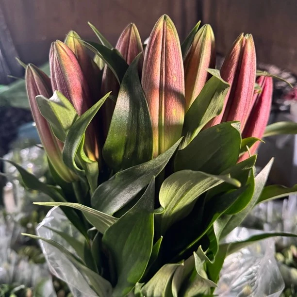 中国红香水百合鲜花同城速递