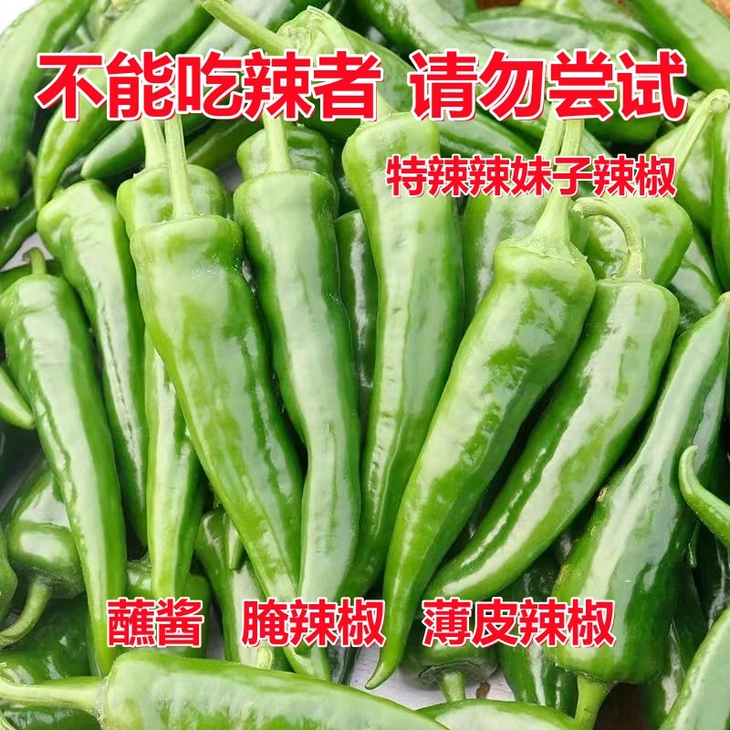 辣妹子现摘现发正宗薄皮辣椒新鲜青椒特辣小米椒特辣香辣
