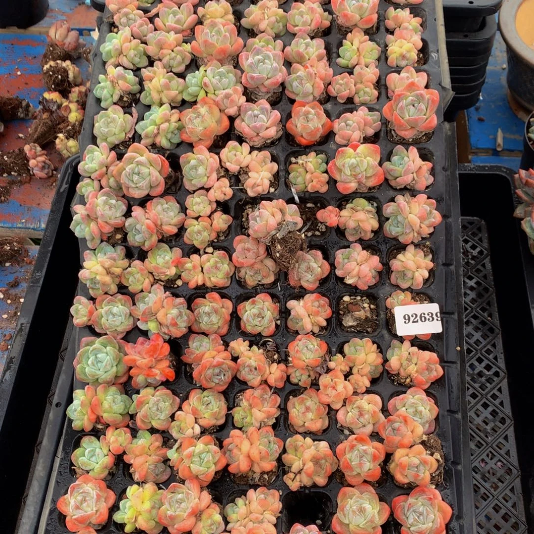 冰玉50个嗯嗯嗯嗯的时候