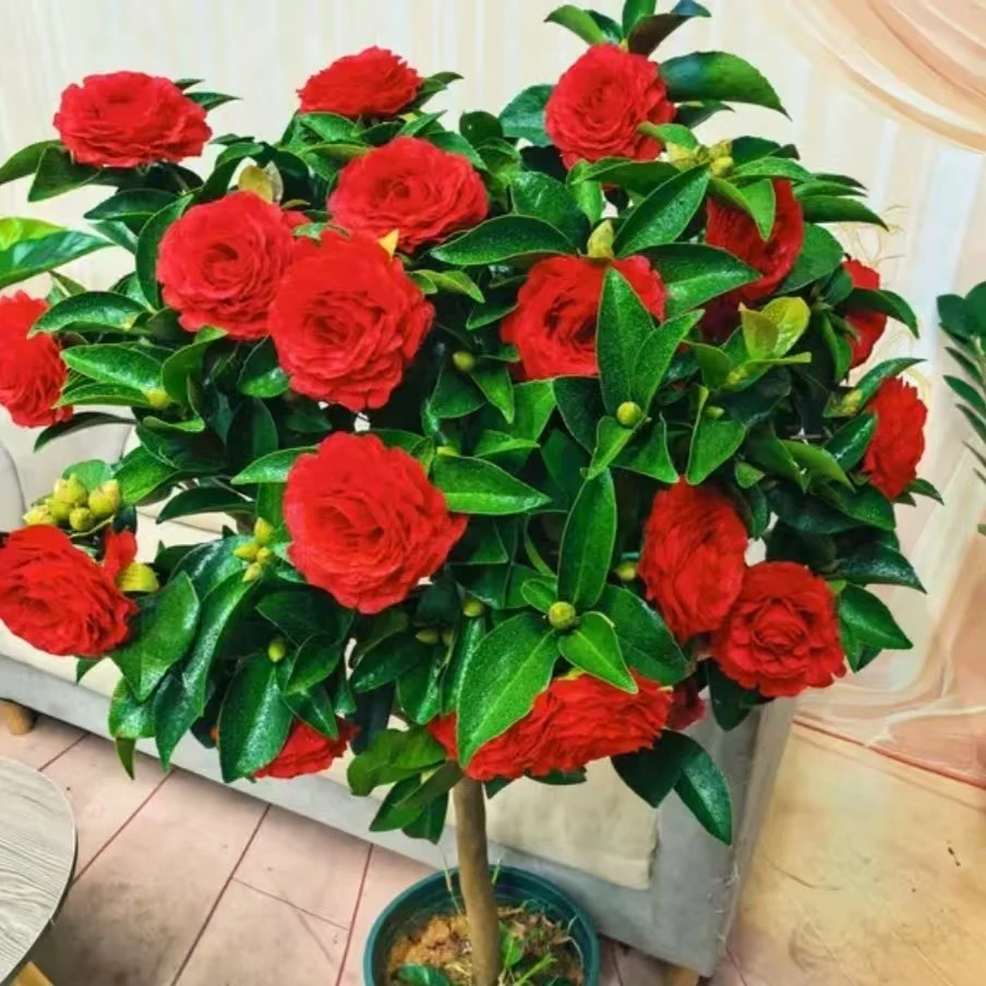 四季红茶花【80-1米】原杯土带花苞发货