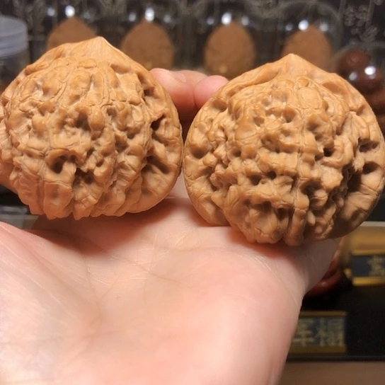 福利款：大龙鼎全品