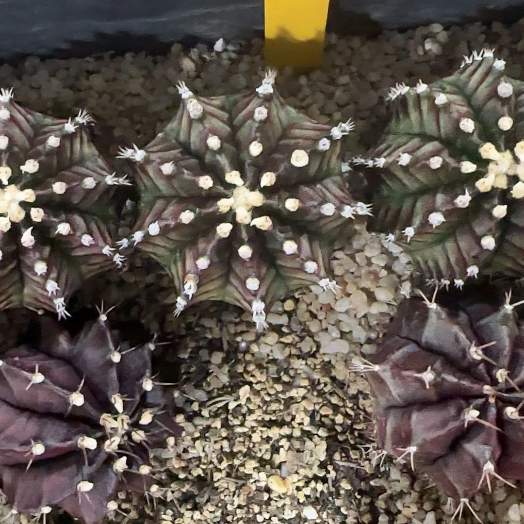 L910-0103泰国发货 犀牛