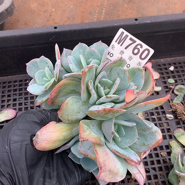 白凤朵朵 多肉植物9.25号左右发