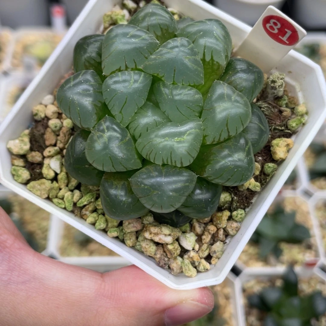 百***ᑔ小蔡的菜园 晴王