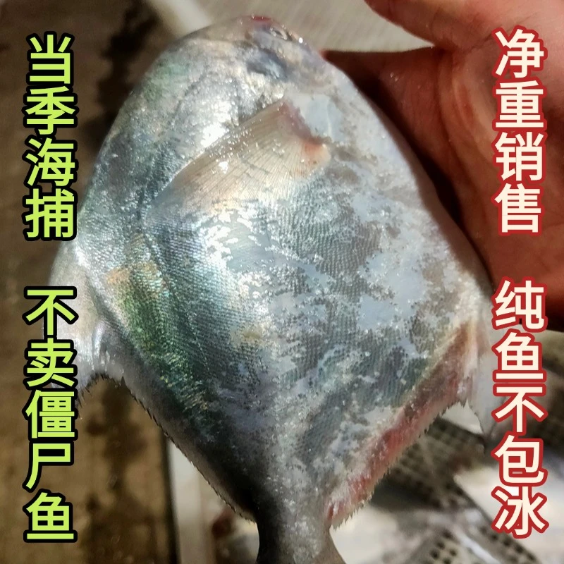 【新店特惠】东海白鲳鱼银鲳鱼鲳鳊鱼平鱼深海船捕新鲜顺丰冷链包邮