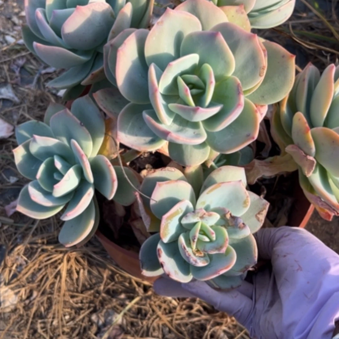 【闪购商品】香***心白凤