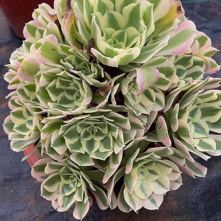 249白凤11111多肉