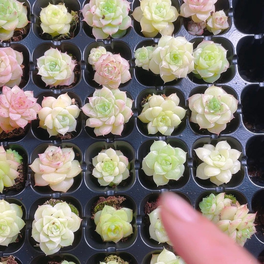 个体麦杆透穴一个满25包邮