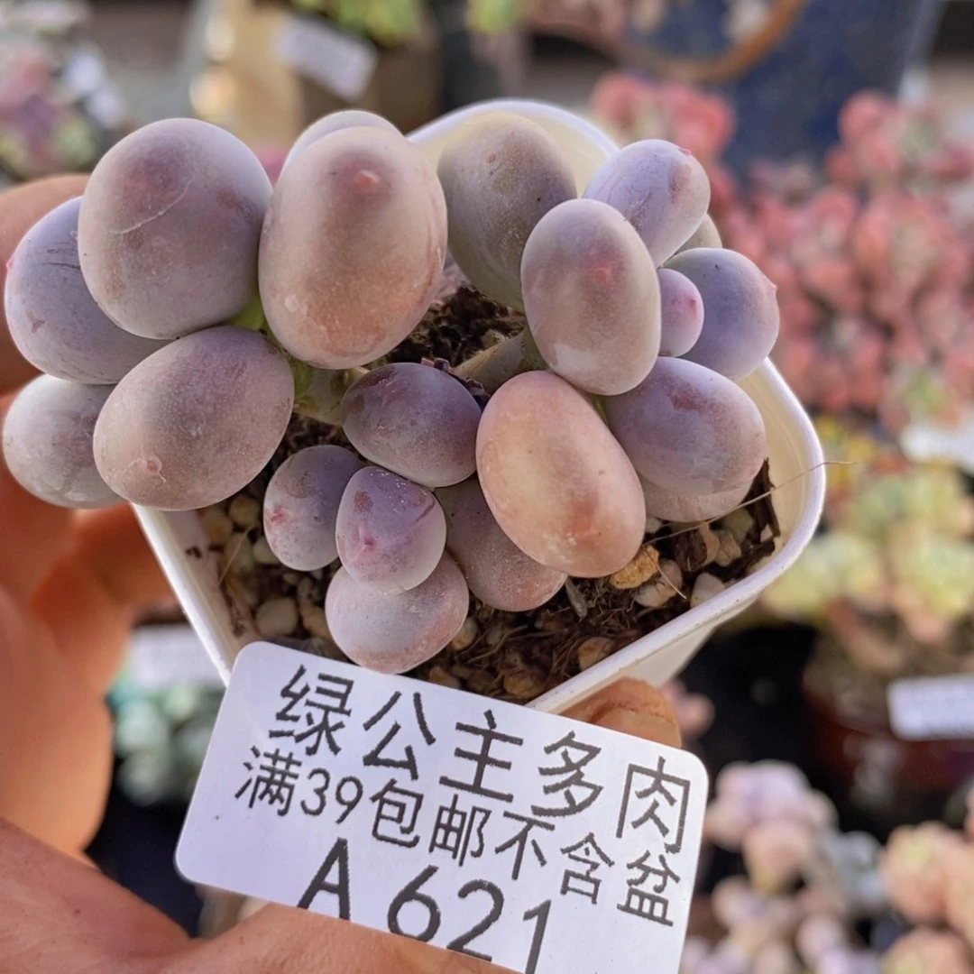 糖豆奶5cm621多肉植物