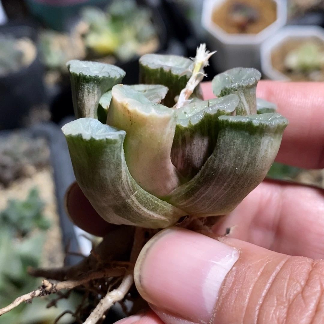 万象锦一颗 新年福利