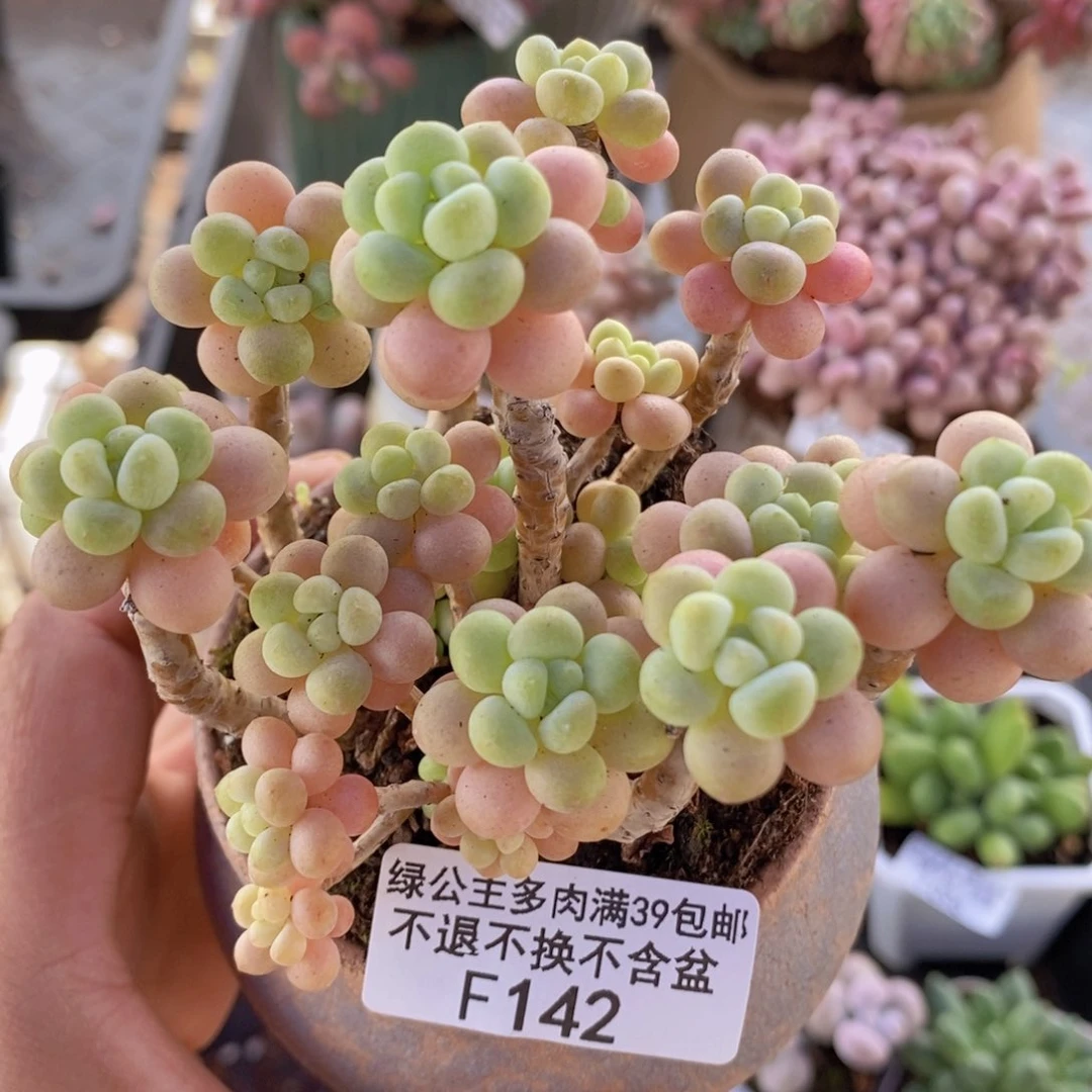 花朵鱼子酱老桩9cm142多肉植物