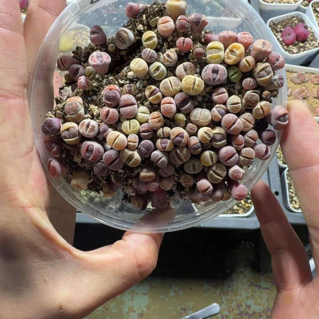 剪***我2283。紫菊绿菊混一大盒