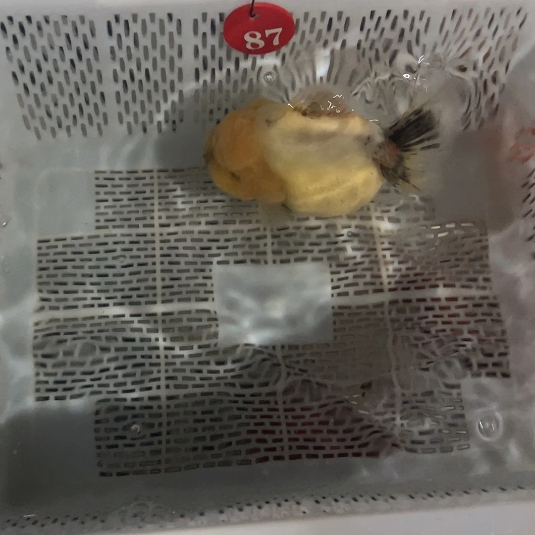 南***》抖音上的小伙伴们都