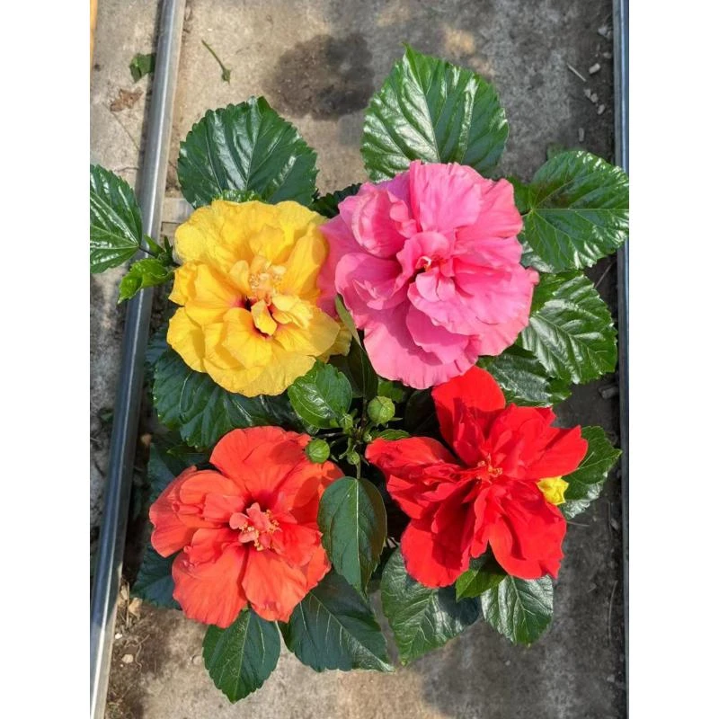 进口丹麦木槿一盆两颗两色锦葵科（换盆分盆不售后）