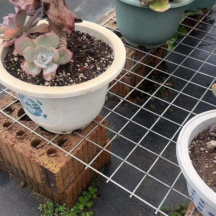 壹***～580不售后白凤脱土发货不退不换