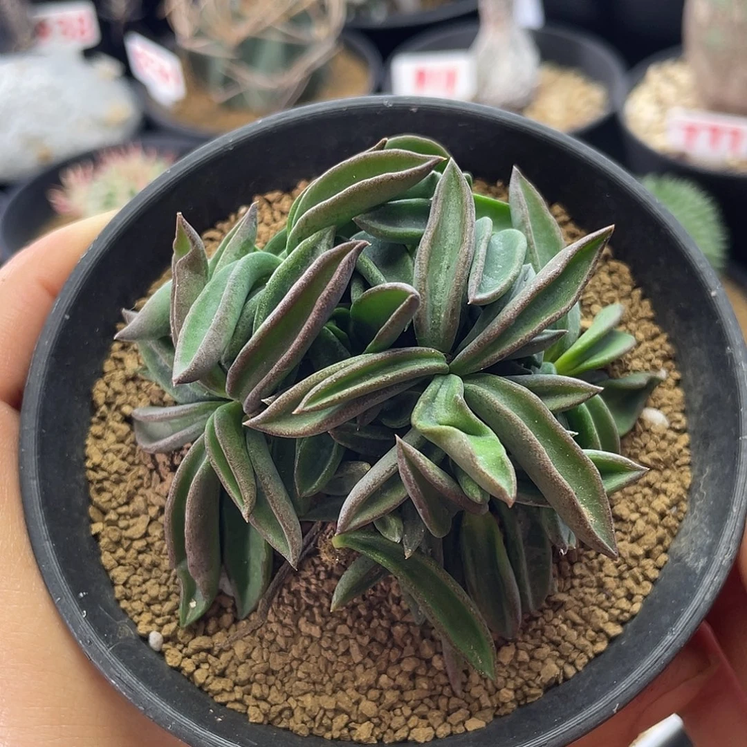 实生丸叶聚叶雀舌麒麟