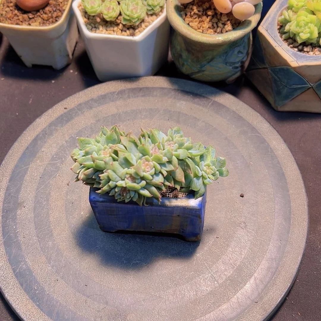拒**虑燕霞琥珀，多肉植物，