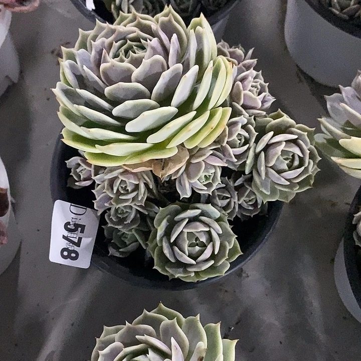 爱***妮577露娜链多肉植物