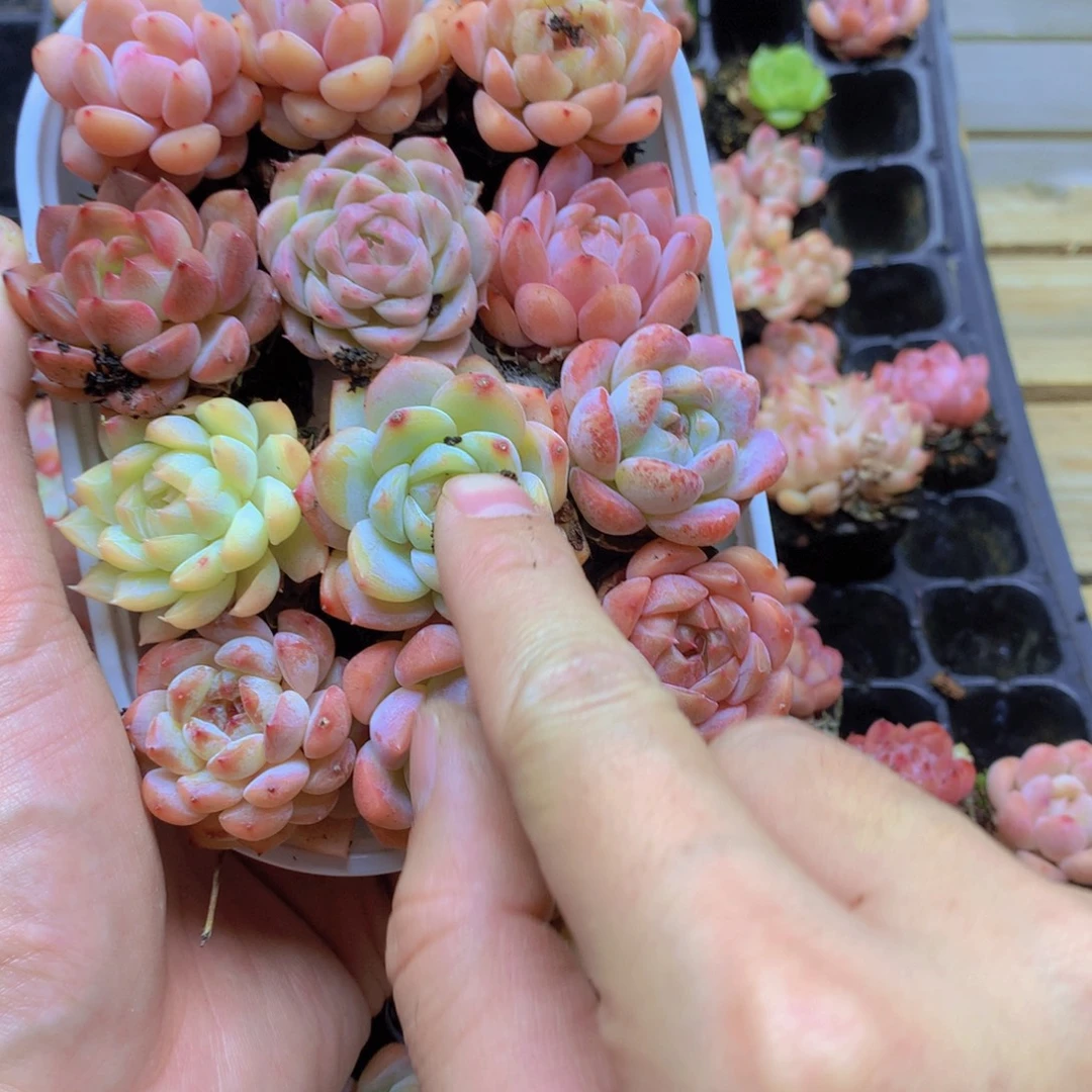 我要去看你了啊我08