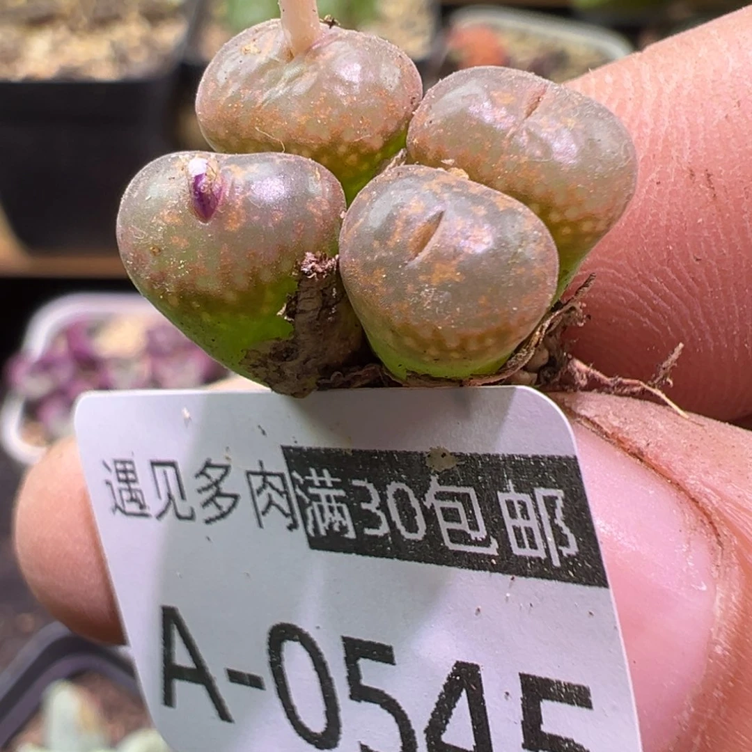 多肉植物1111111111111