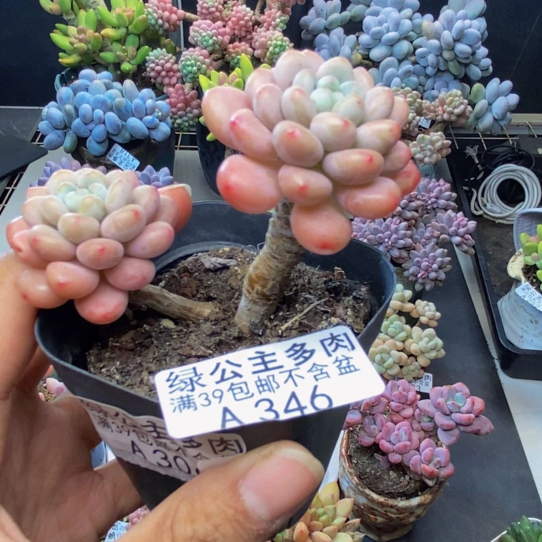 346鱼子酱多肉6c m