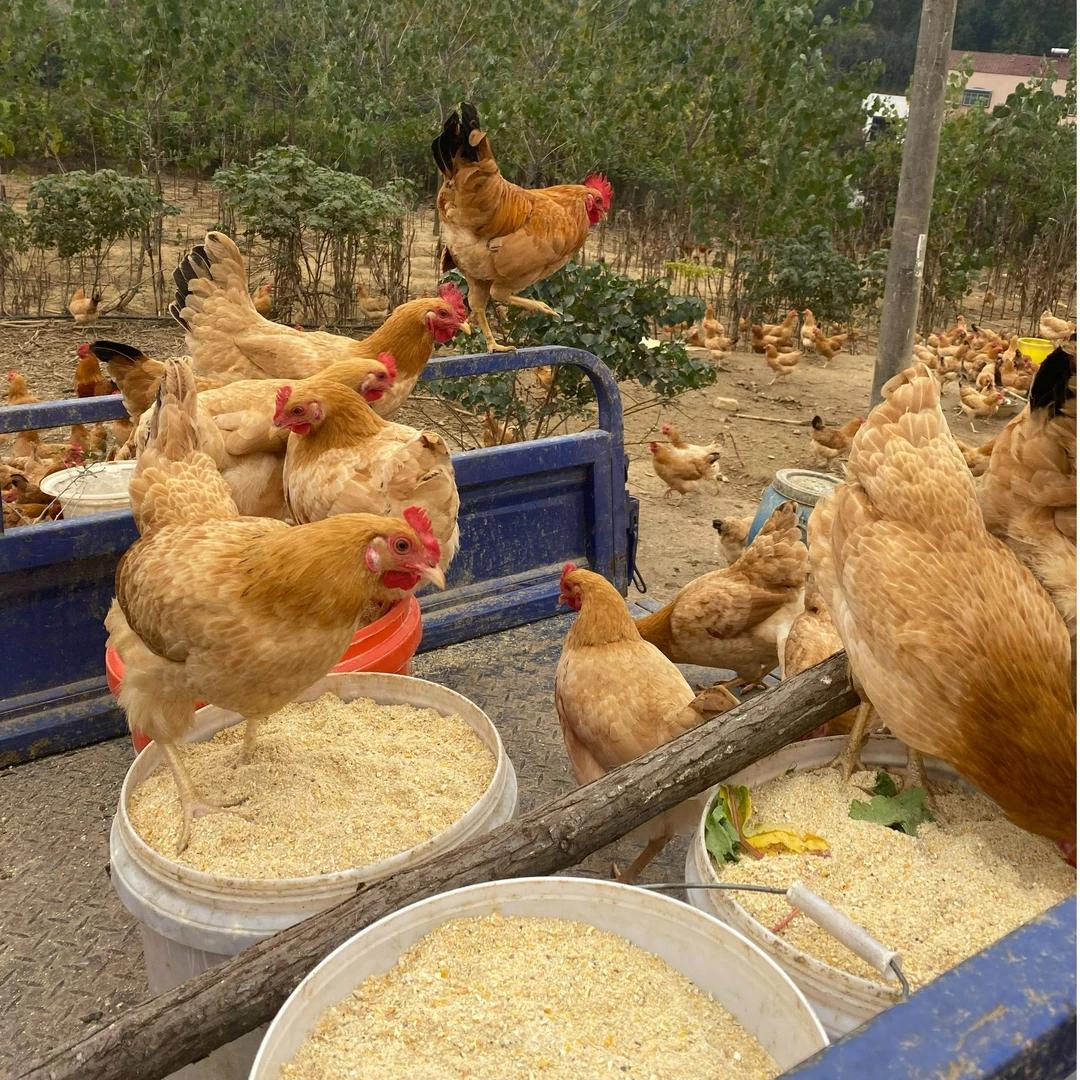 湖北钟祥长寿之乡农家玉米粗粮喂养散养鸡蛋50粒/件顺丰包邮