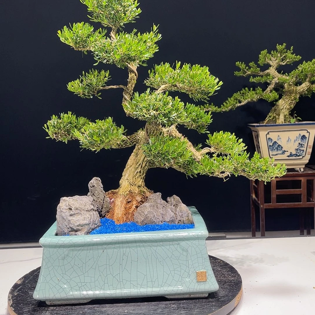 当前无花栽培后可以开花