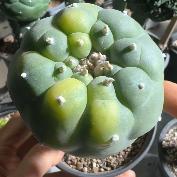 苗接亮黄散锦7公分