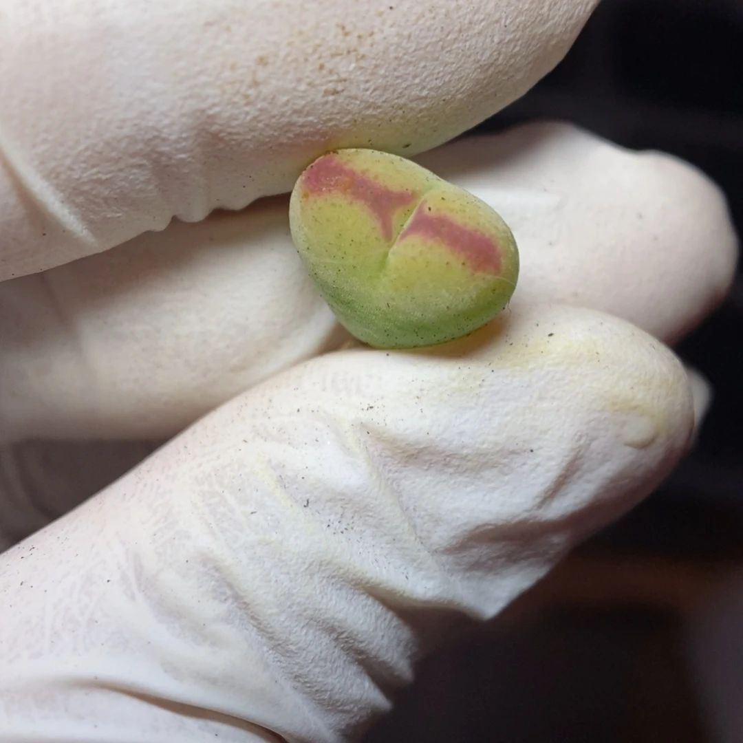 多肉植物K-360（1.2）将杂拉登 福利