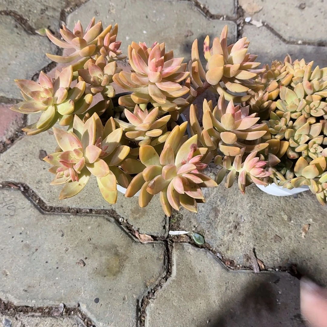 大号黄金布丁多肉