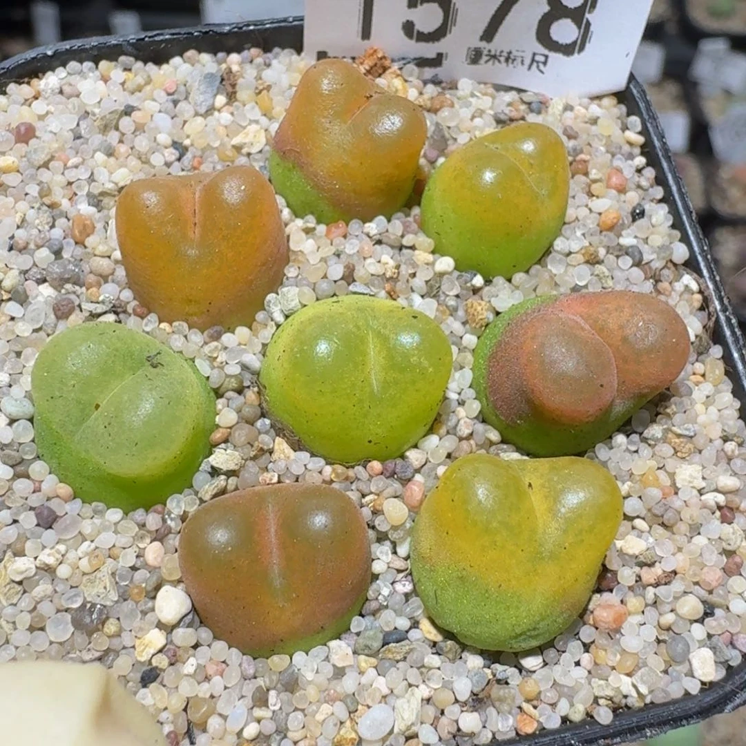zzzz精品生石花1578