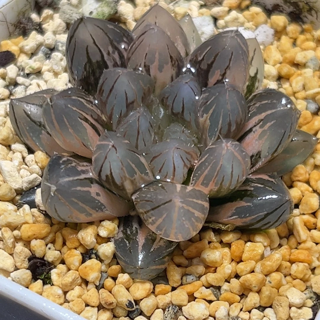 恭喜发财大吉大利5192