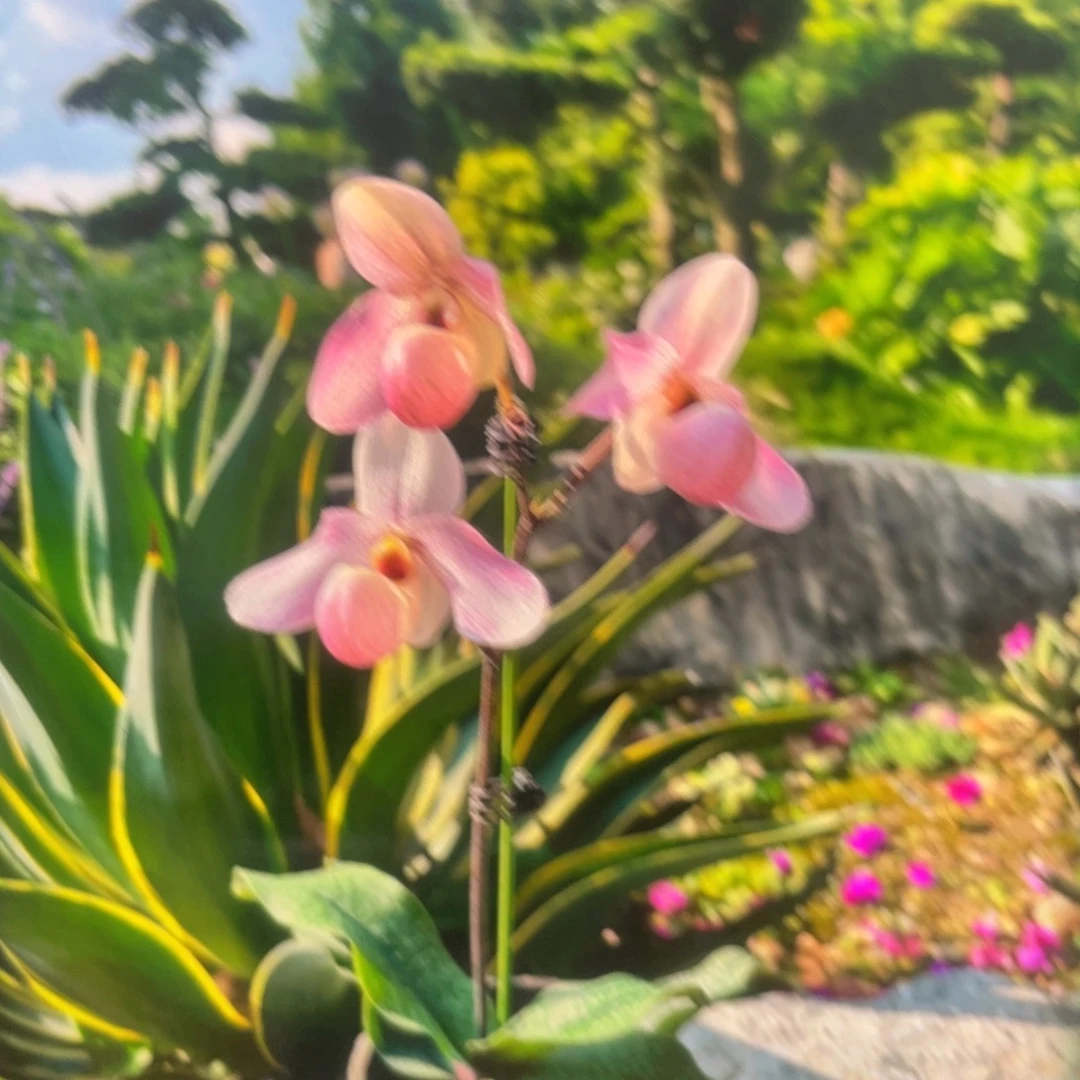 当前无花栽培后可以开花粉鹤舞4苗