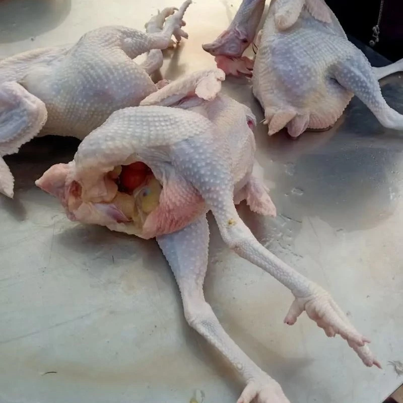 现杀活鸡（母）散养跑地鸡 4.5斤左右/只（备注可剁块）