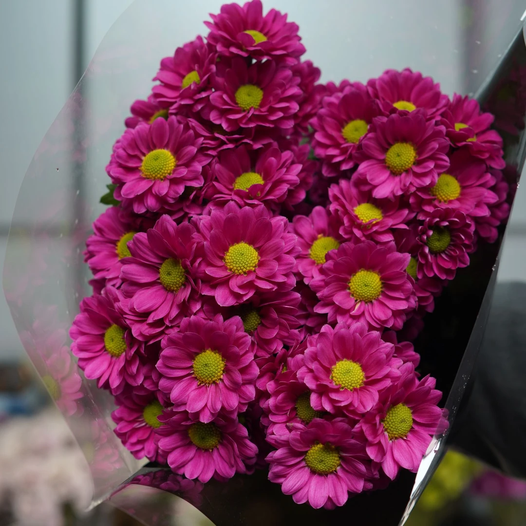 【顺丰发货】罗西紫雏菊鲜花N单一个运费自选品种