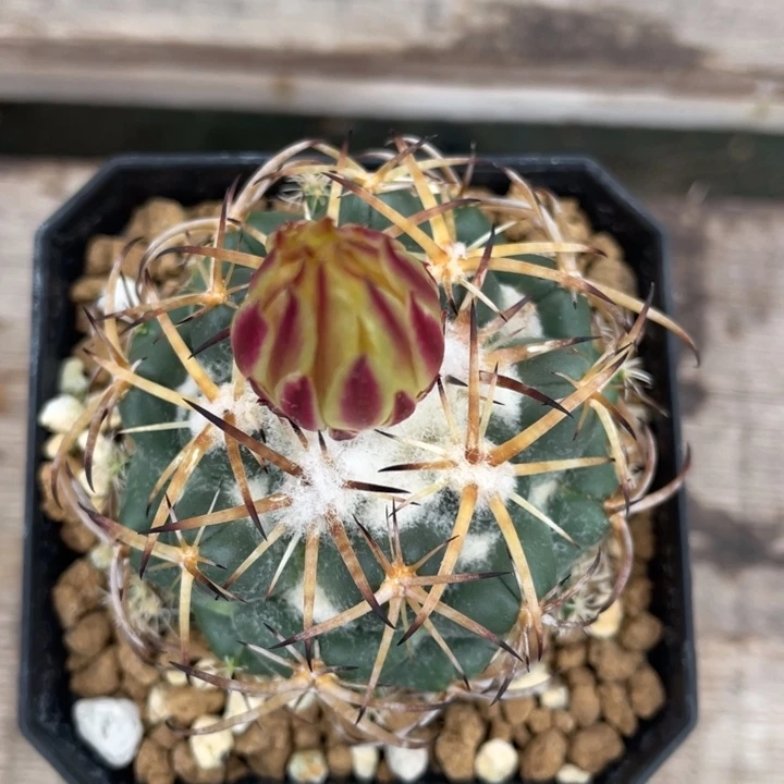 雪顶天司        实生根