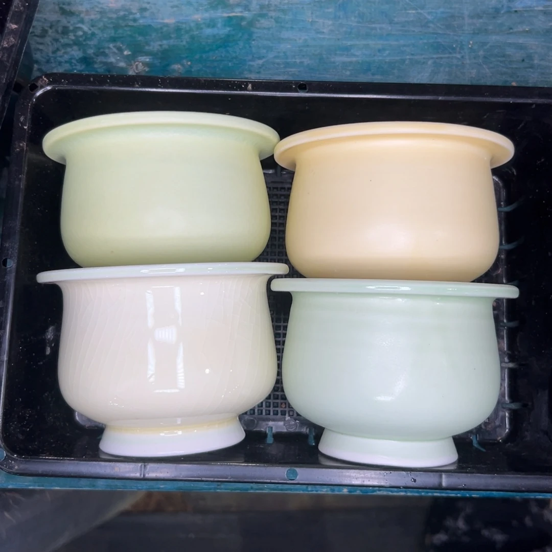 多肉精选编号0116.395