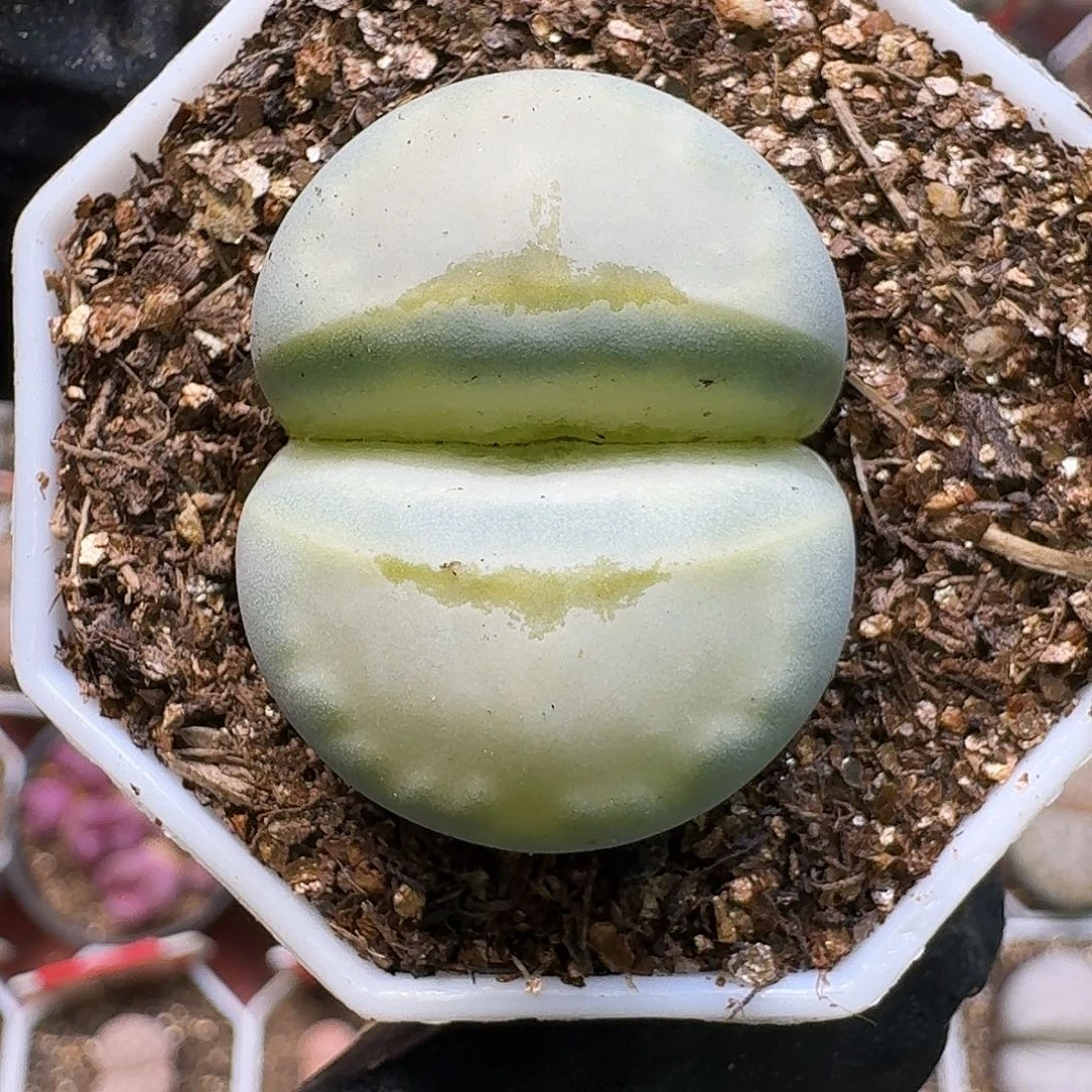 生石花2222。   330
