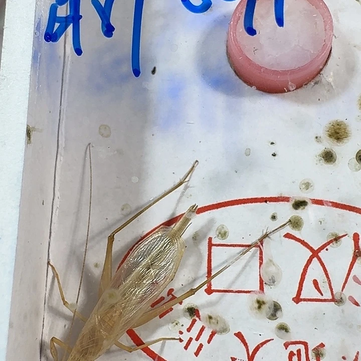 徵****蟋蟀1111111111111111111