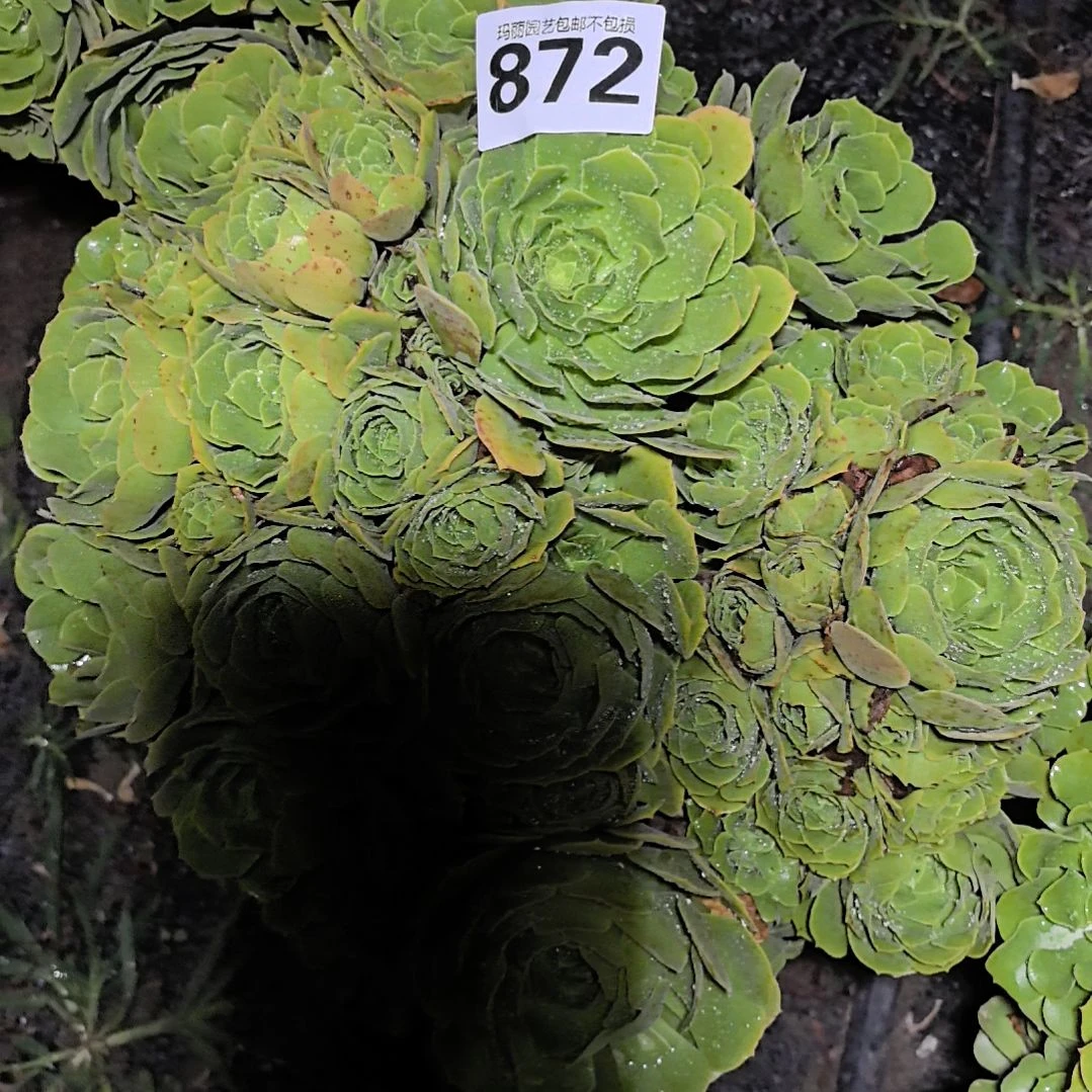 872绿羊绒花花外卖